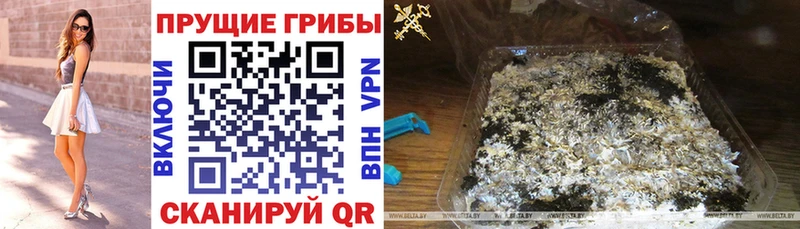 Псилоцибиновые грибы Cubensis  Данилов 